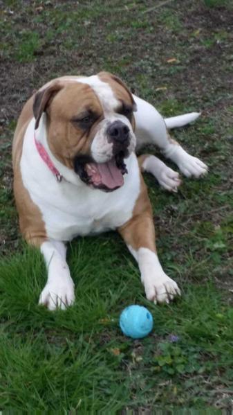 Shadrick's Sunday Maple