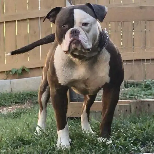 NongAB's SUMO of RLK