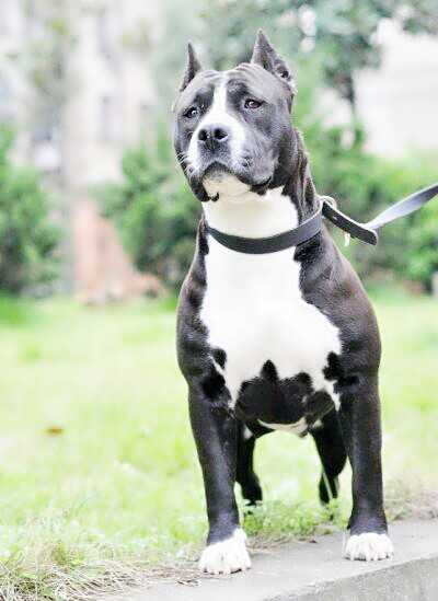 Jolie of Xiao Tian Kennel