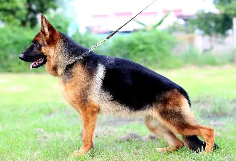 Weinona vom Branch Mark