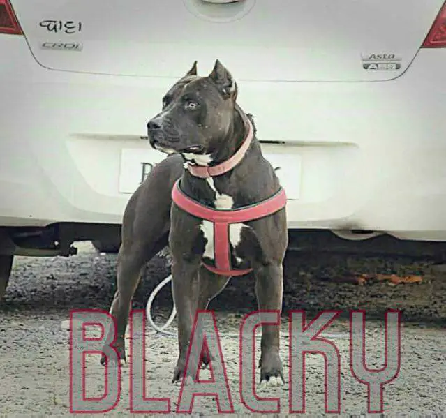 Blacky (Bawa Pkka)