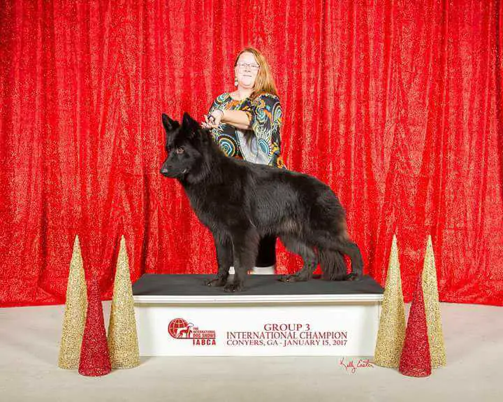 Jermiahs Bear Vom Warfenburg