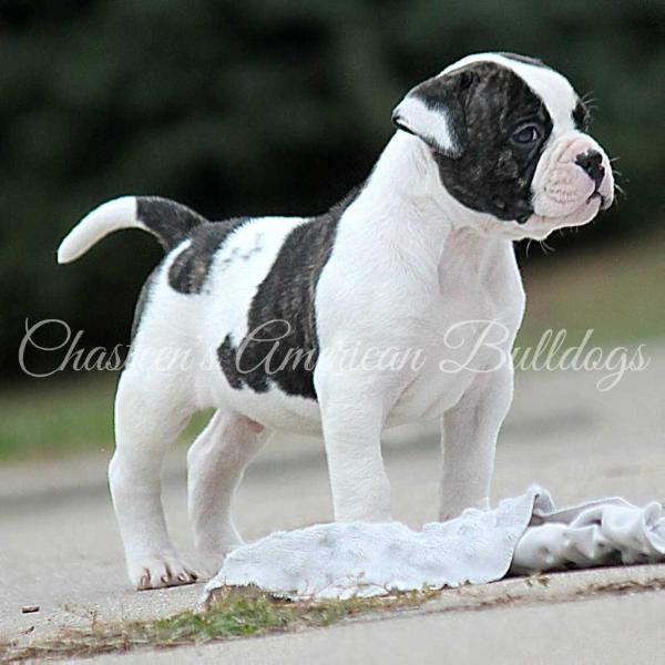 Chasteen's Vulgar Display of Power