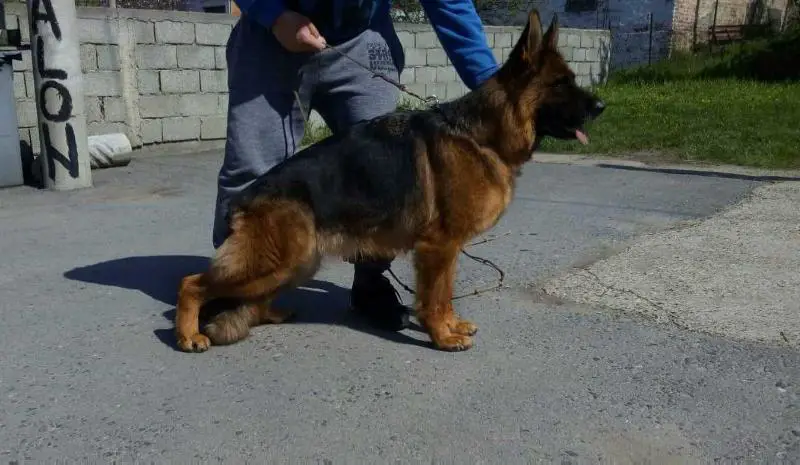 V Pandora Tigback Hof