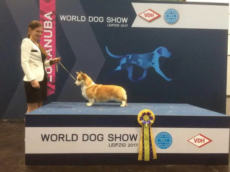 INT CH, BREED, BLR, PL, LV, EST, UKR, 5xCACIB Mistycor Blaze of Glory