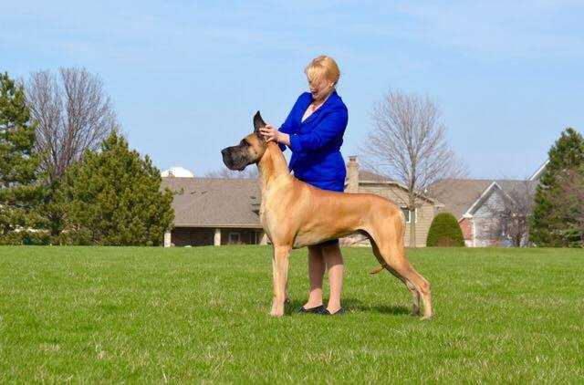 AKC CH Journey's Commissioner