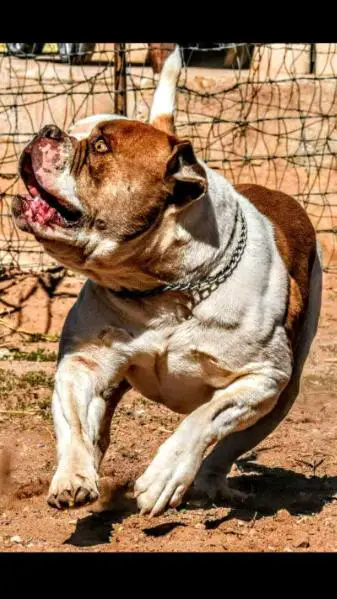 EMPIRE'S BUSTER BROWN