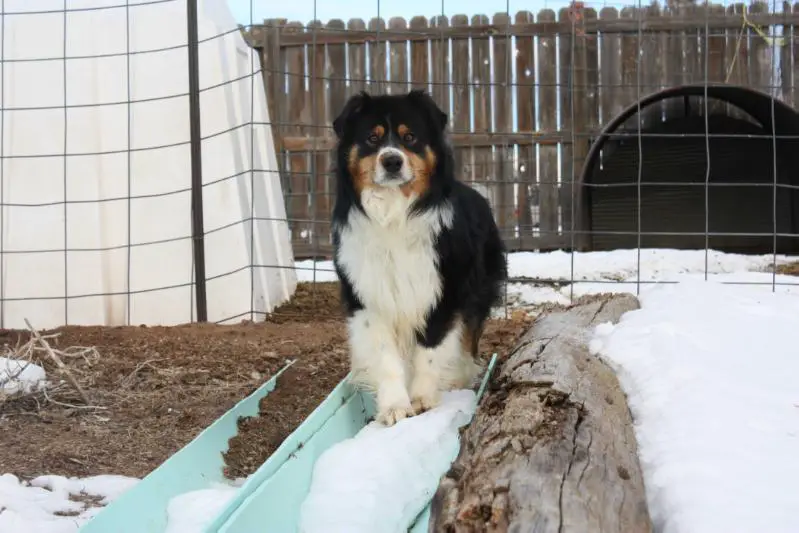 ASCA CH Iron Rose Shine Your Pants