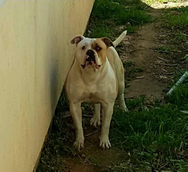 Lira's Sweet Shandi of AMH