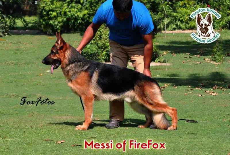 2xSG3 Messi of Firefox