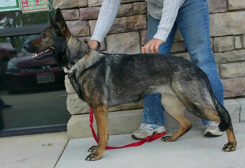 CGC Sadie Von Der Gauss