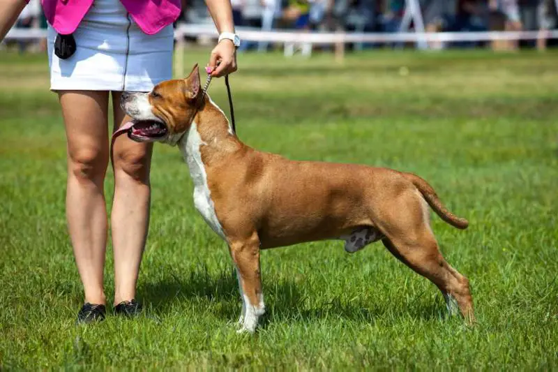 JCH.RUS, CH.RUS Golden Falcon New Jersey