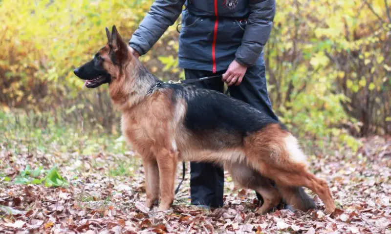 Ressanta iz Novoi Eri