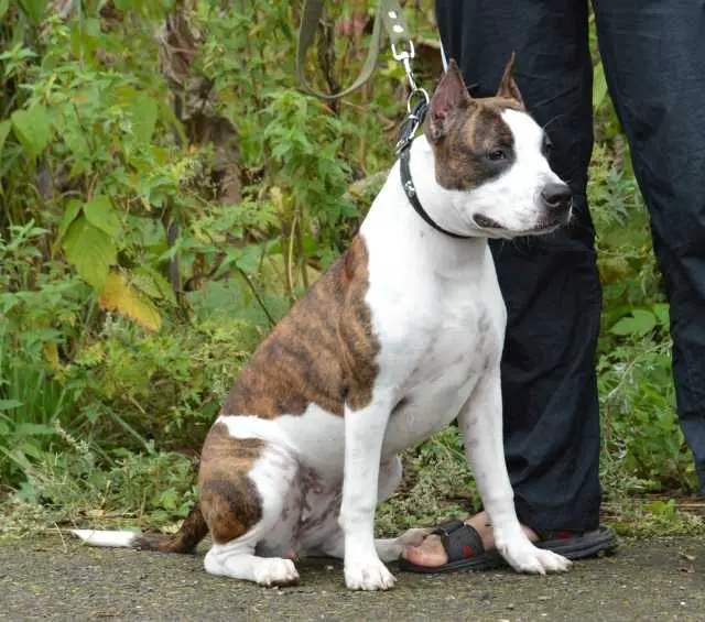 SPIRIT FORZE Kis Mi Doroti