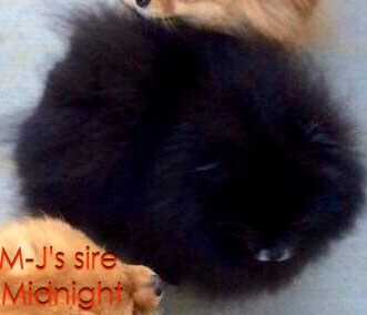 Queam Midnight Storm @ Kitsan