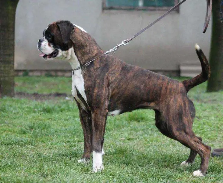 Sweet Victory of Kellaney