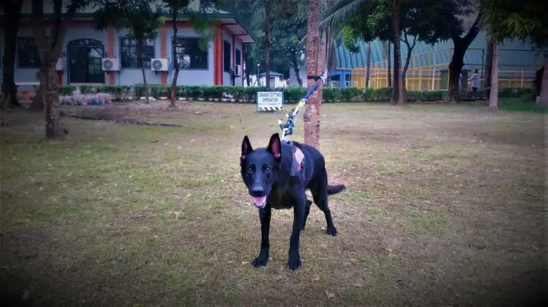 Amber Lager Berg Krieger