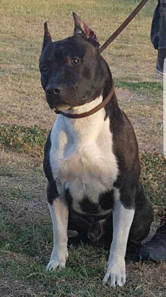 Nitrolines Real Am Staf