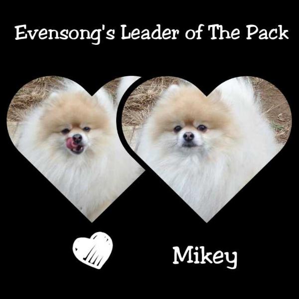 Evensong's Leader Of The Pack