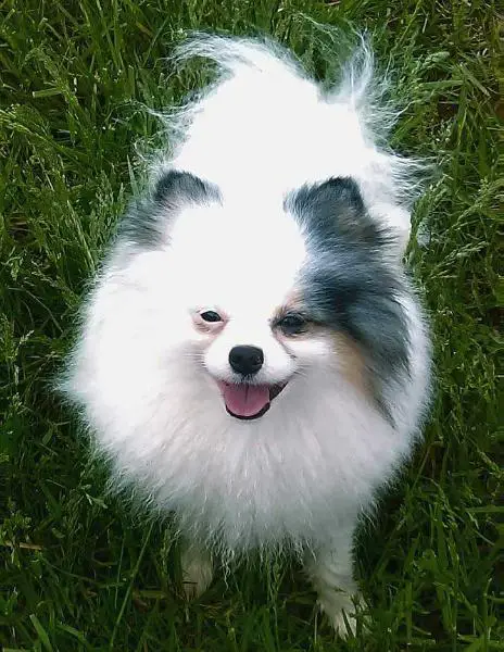 Windsong's Bounce N Off The Walls Lyk A Ricochet