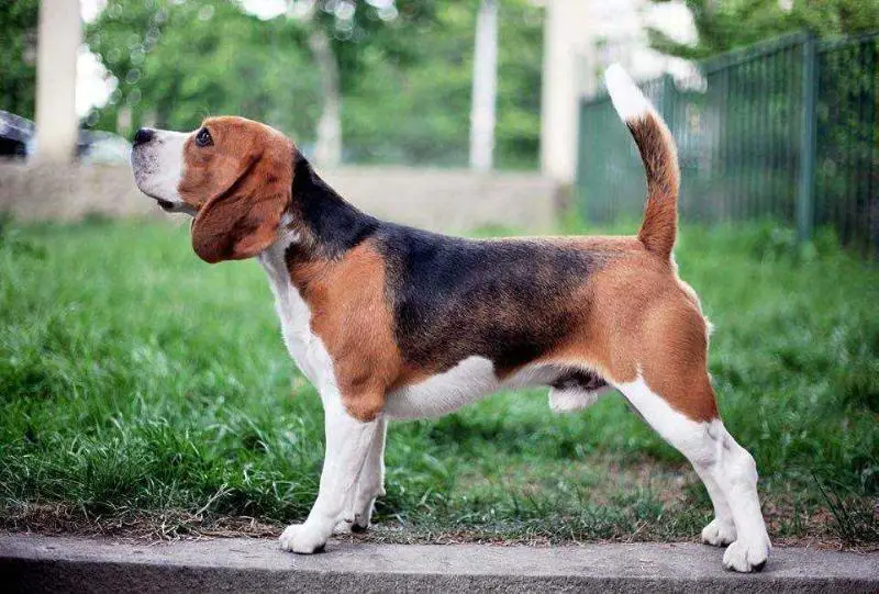 GCH GEO, CH GEO GALANT SANVITA