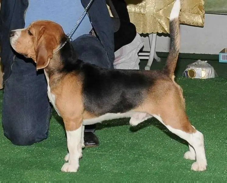 JCH Georgia, CH Georgia XANDER OMRI RELIZAN