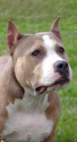 JCH.RUS. CHRUS.CH RKF Feierverk Beauty Style