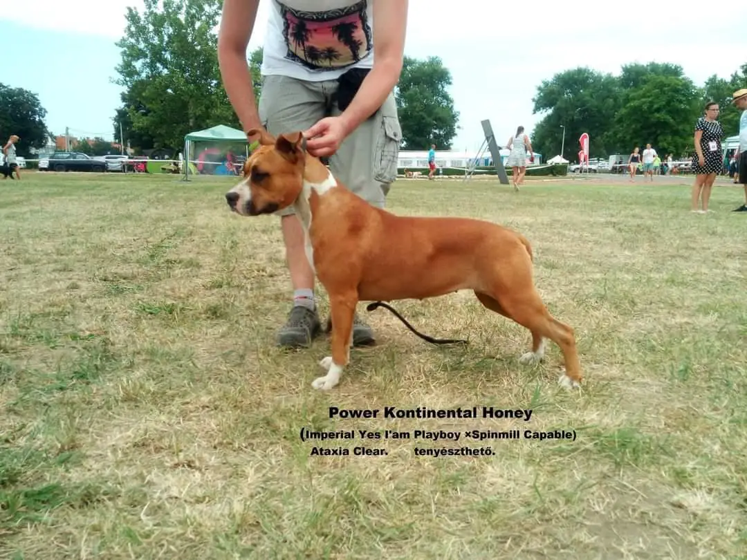 Power Kontinental Honey