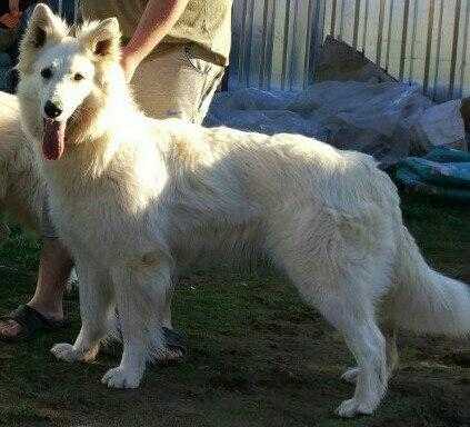 Assol’ Winter Storm