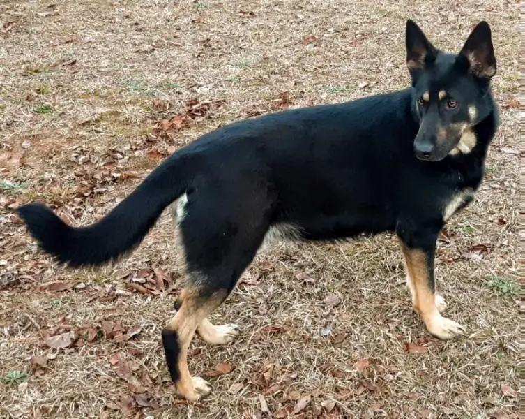 Xena's Echo Hera vom Verruckt Herz