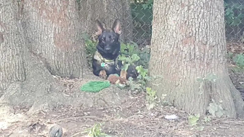 Das Fehlende Glied (Link)