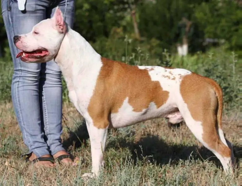 Borneo Pet's Favorit in Love