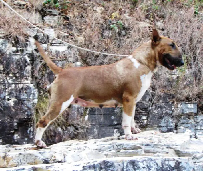 Ch BR, GrBR, PAN, GrPAM, INTERNACIONAL, Ch ARG Cora Coralina kadesh Bravun Terrier