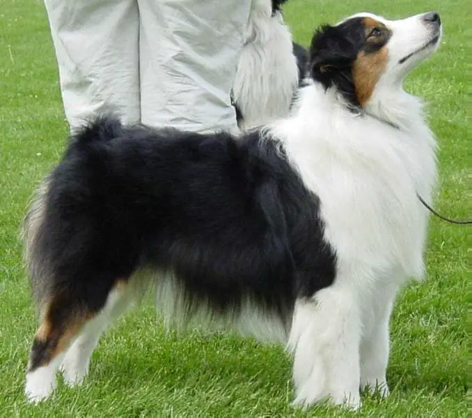 Ch. Heartfire's Powder Puff