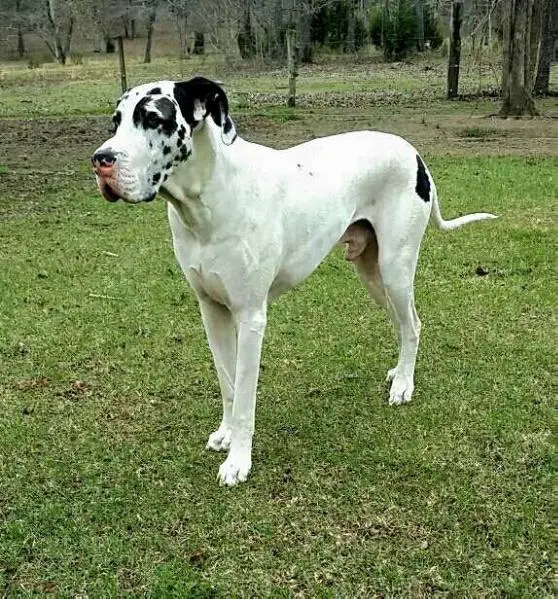 My Five Star Bernard