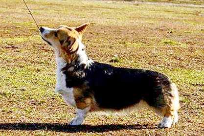 JCH KAZ,CH KAZ,UCK,3xCACIB Vivat Lucky Antares Stella