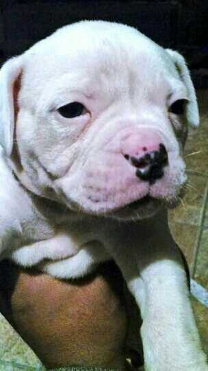 My Precious of Paparazzi Kennels