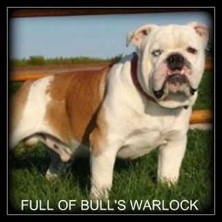 Full Of Bull's Warlock