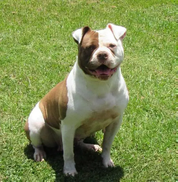 Ruff Necks Layla of BYFB