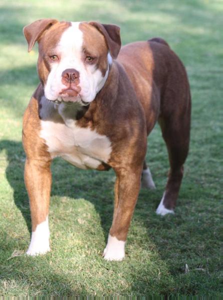 BullyBadass's Bombshell