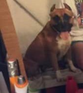 Li'l Creek Blue Diamond's Mist