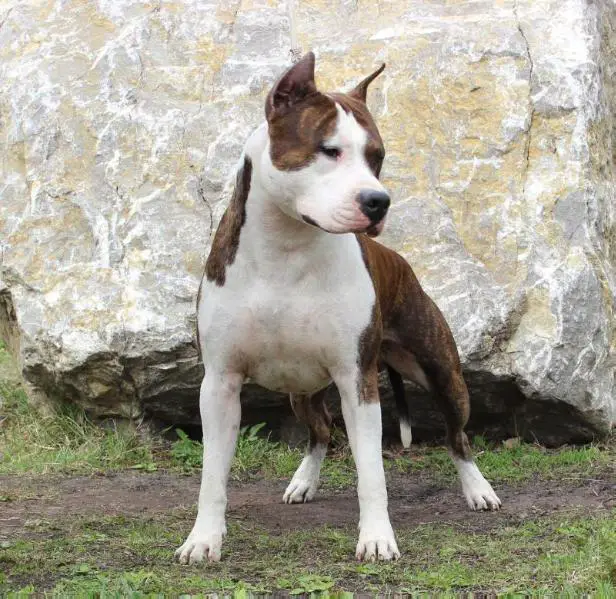 JCHRus.CHRus. Far Lep Hardinna Goliath