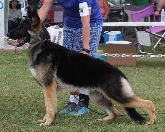 Am CH Makintrax Nora Ephron Cross Timbers