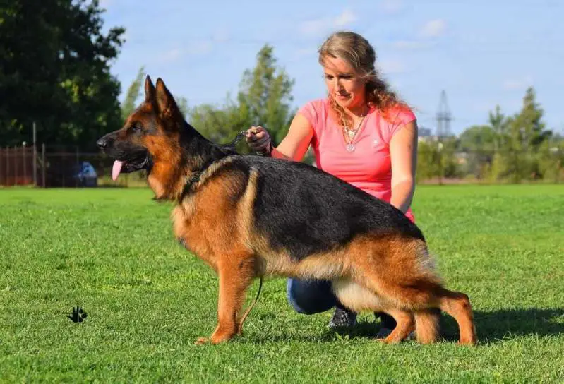 2x VA-1 RUS, VA-3 FIN, VA-3 RUS, CH Russia,JCH Russia Zilber Vasserfal Efrat