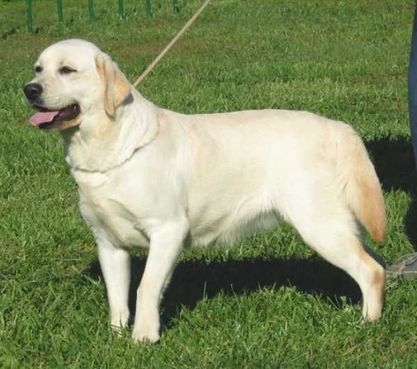 Fior d'Acqua Vanessa