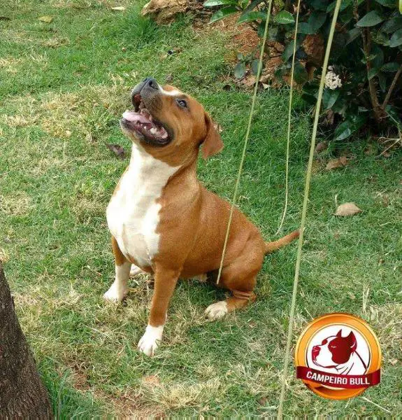 Indian by Senzalla Wytorias