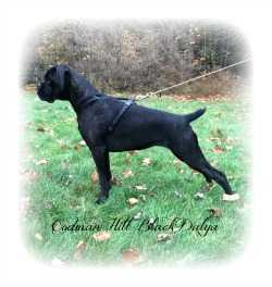 Codman Hill Black Dalya