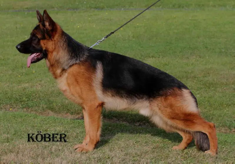 SG 63 BSZS 2016 Bando aus Wattenscheid