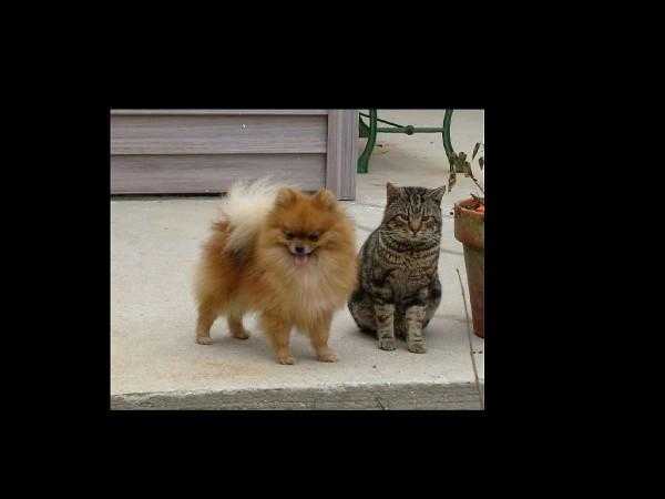 Gemini N Bcpoms Fr Brody's Sake