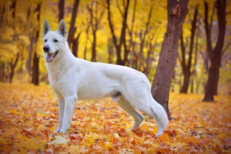 Exc,CAC BORN TO WIN WARRIOR HERCULES